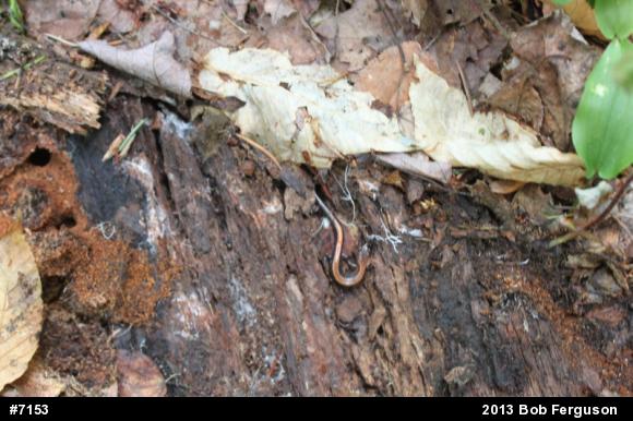 Eastern Red-backed  Salamander