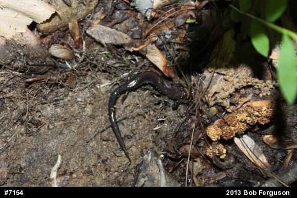 Eastern Red-backed  Salamander
