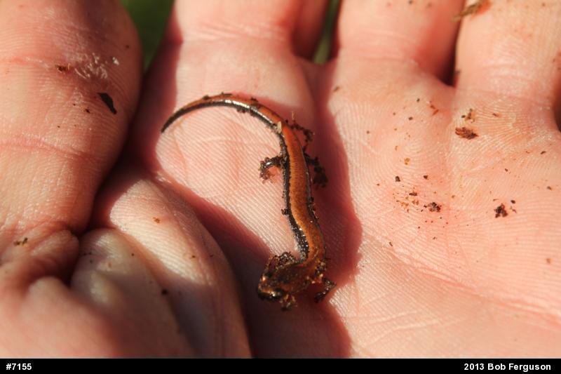Eastern Red-backed  Salamander