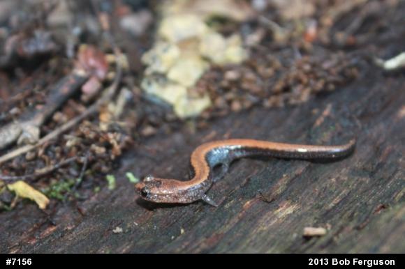 Eastern Red-backed  Salamander