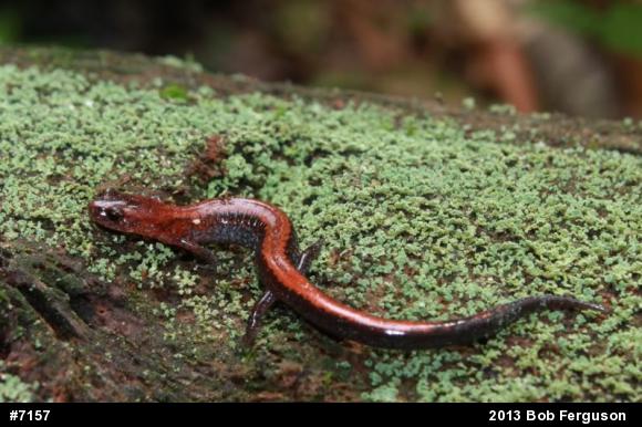 Eastern Red-backed  Salamander