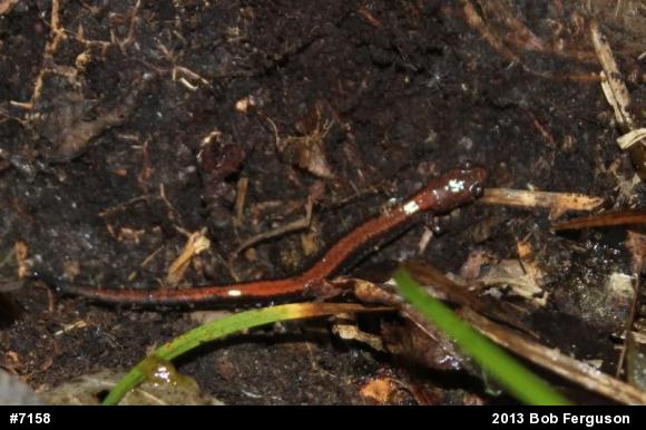 Eastern Red-backed  Salamander