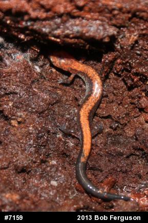 Eastern Red-backed  Salamander