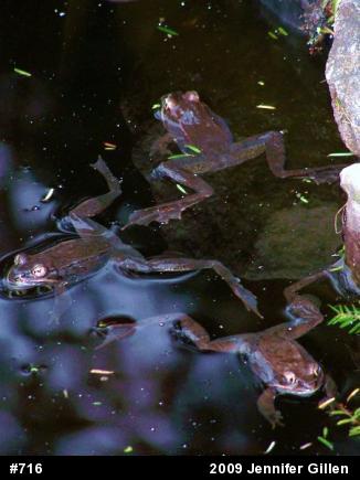 Wood Frog