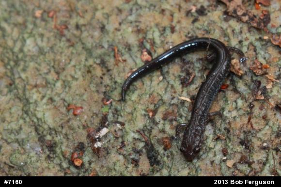 Eastern Red-backed  Salamander