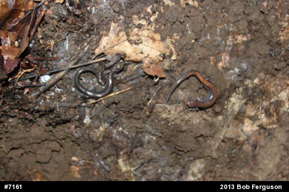 Eastern Red-backed  Salamander
