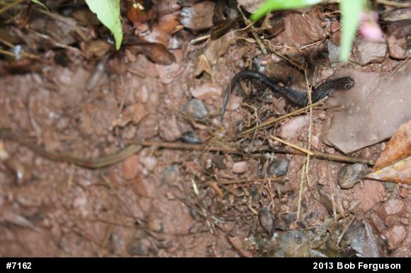 Eastern Red-backed  Salamander