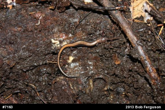 Eastern Red-backed  Salamander