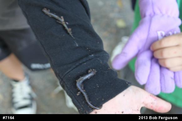 Eastern Red-backed  Salamander