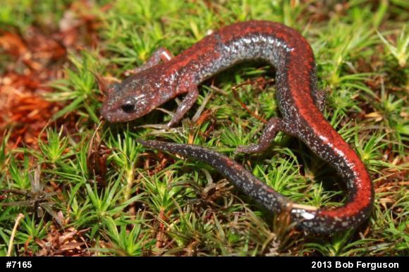 Eastern Red-backed  Salamander