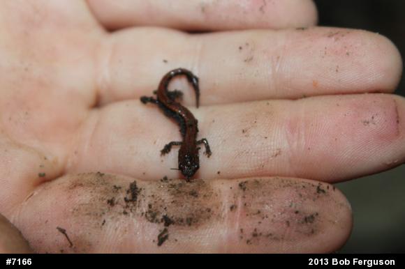 Eastern Red-backed  Salamander