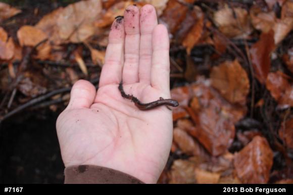 Eastern Red-backed  Salamander