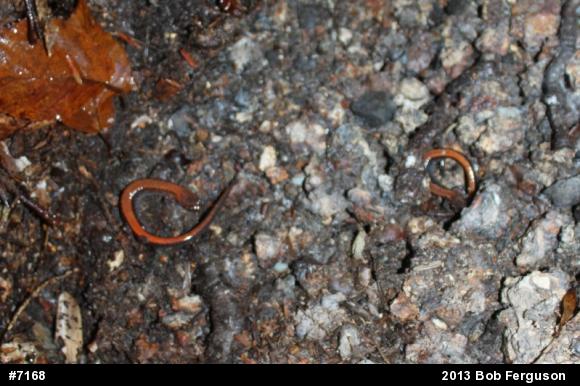 Eastern Red-backed  Salamander