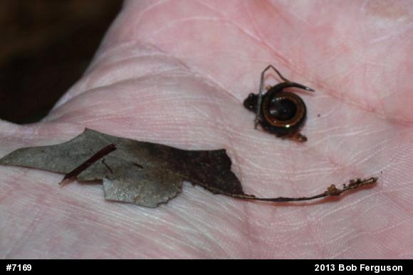 Eastern Red-backed  Salamander
