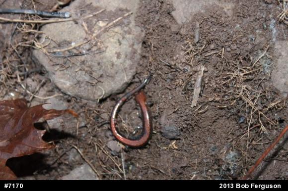 Eastern Red-backed  Salamander