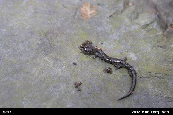 Eastern Red-backed  Salamander