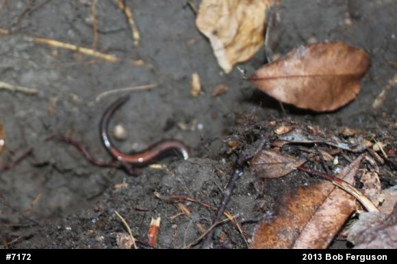 Eastern Red-backed  Salamander
