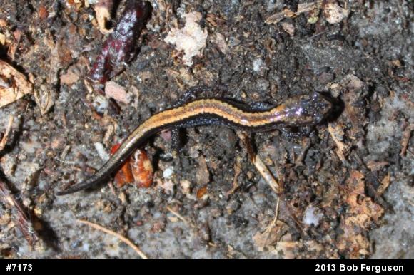 Eastern Red-backed  Salamander