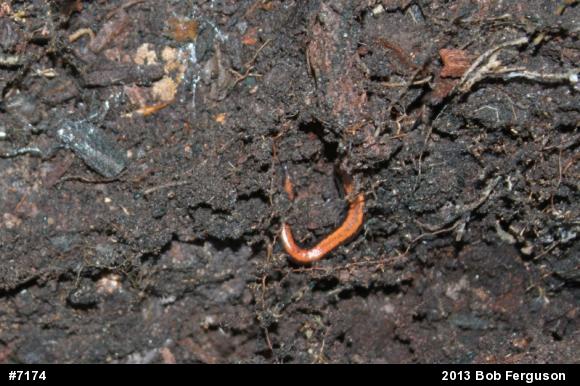 Eastern Red-backed  Salamander