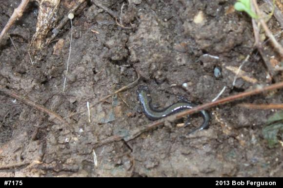 Eastern Red-backed  Salamander
