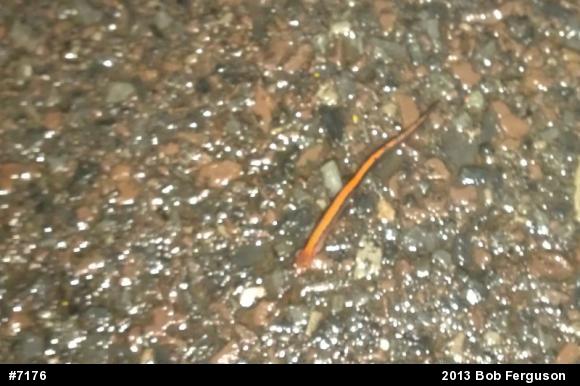 Eastern Red-backed  Salamander