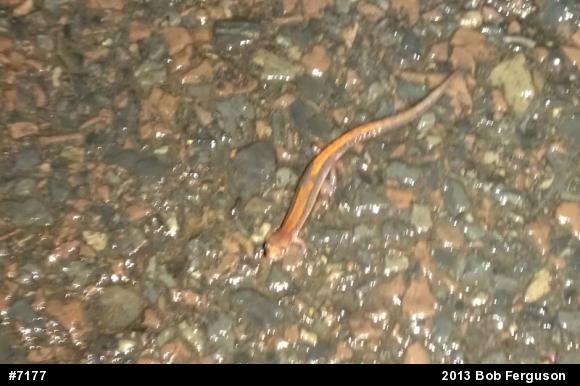 Eastern Red-backed  Salamander