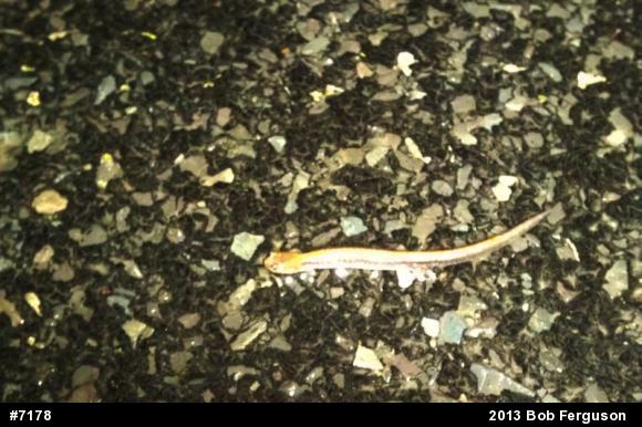 Eastern Red-backed  Salamander
