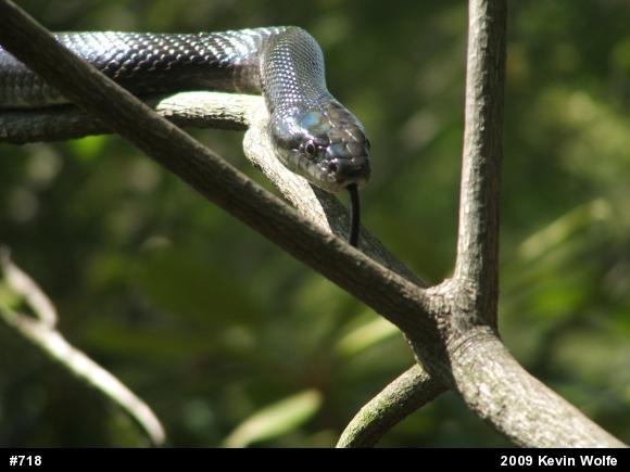 Eastern Ratsnake
