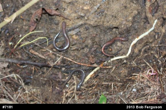 Eastern Red-backed  Salamander
