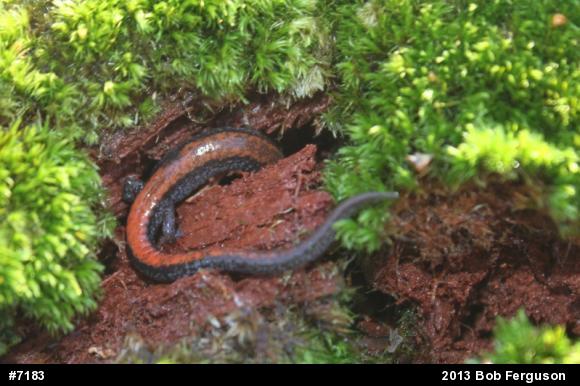 Eastern Red-backed  Salamander