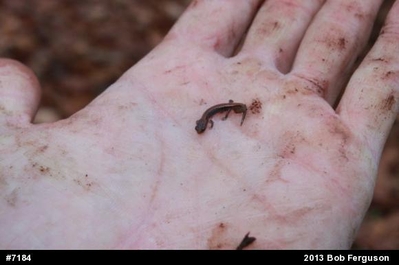 Eastern Red-backed  Salamander