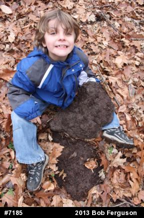 Eastern Red-backed  Salamander