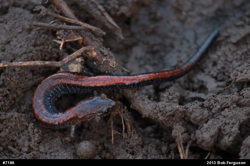 Eastern Red-backed  Salamander