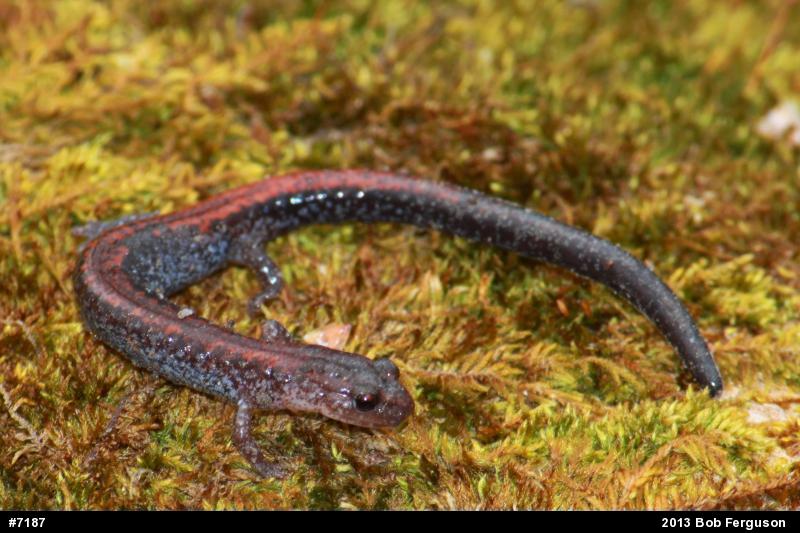 Eastern Red-backed  Salamander