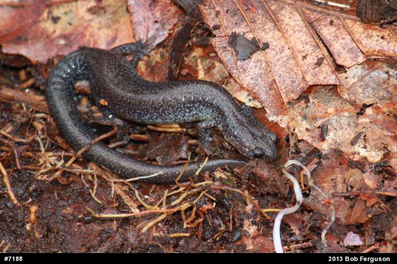 Eastern Red-backed  Salamander