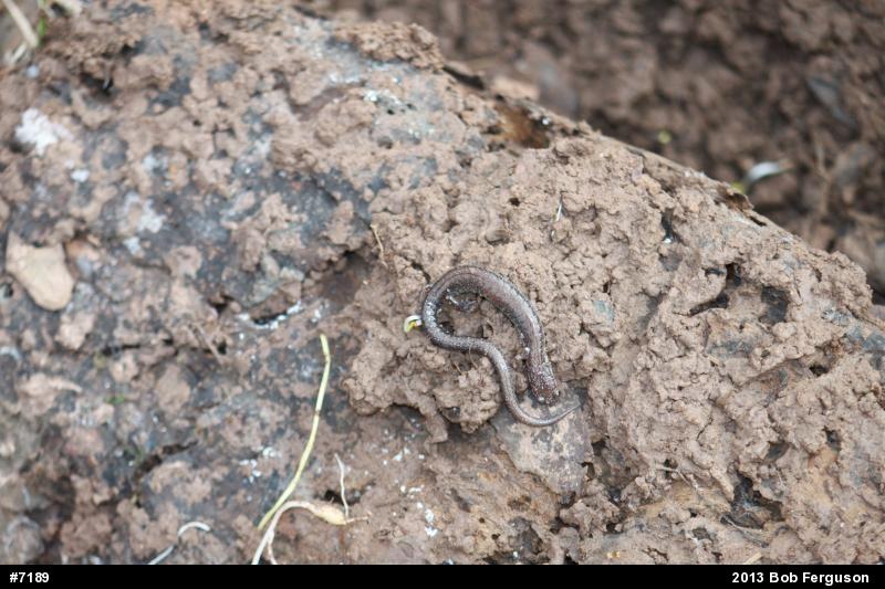 Eastern Red-backed  Salamander