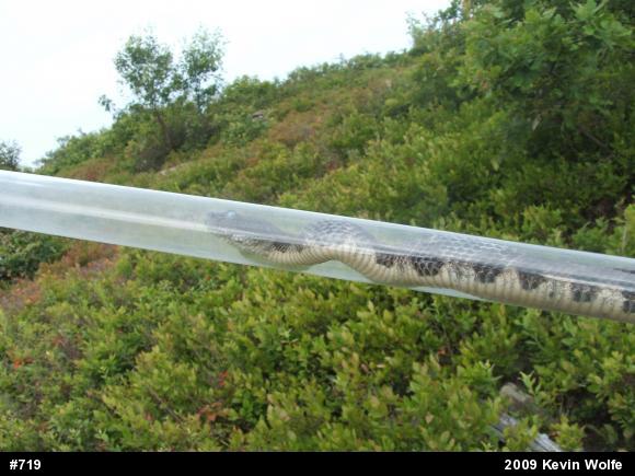 Timber Rattlesnake