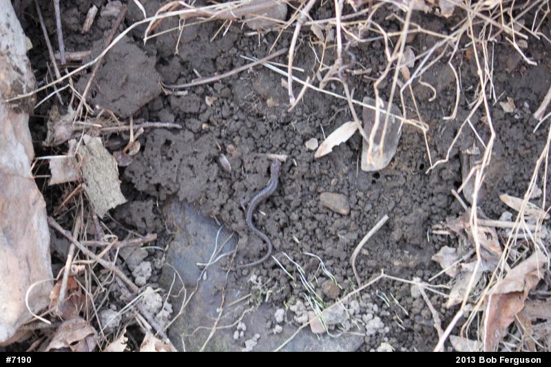 Eastern Red-backed  Salamander