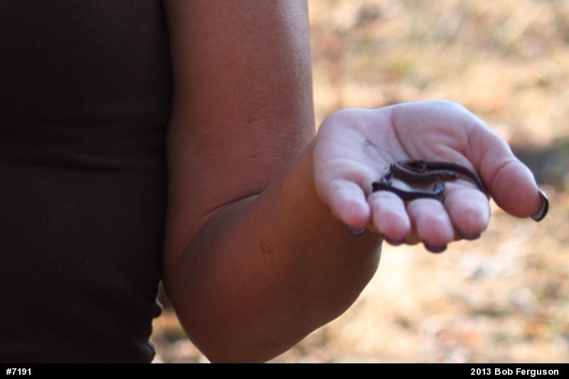 Eastern Red-backed  Salamander
