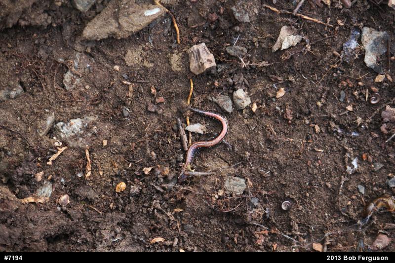 Eastern Red-backed  Salamander