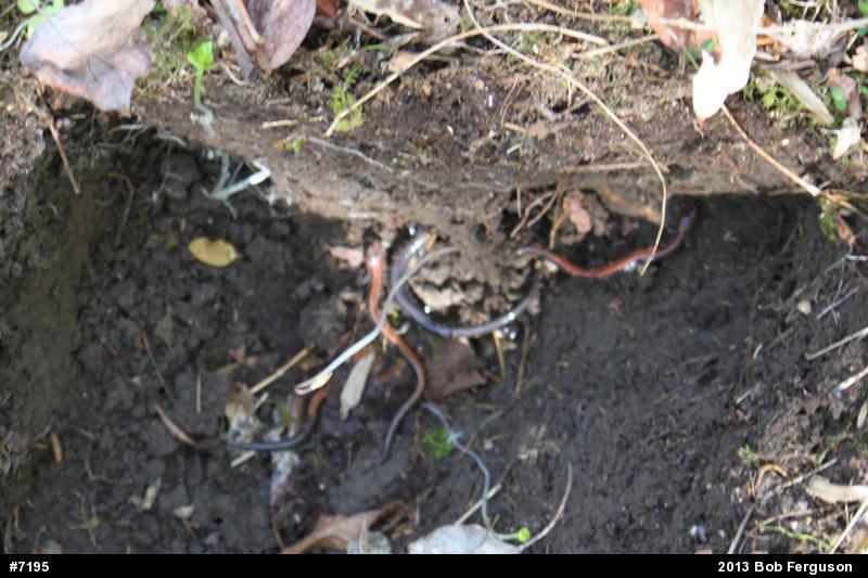 Eastern Red-backed  Salamander