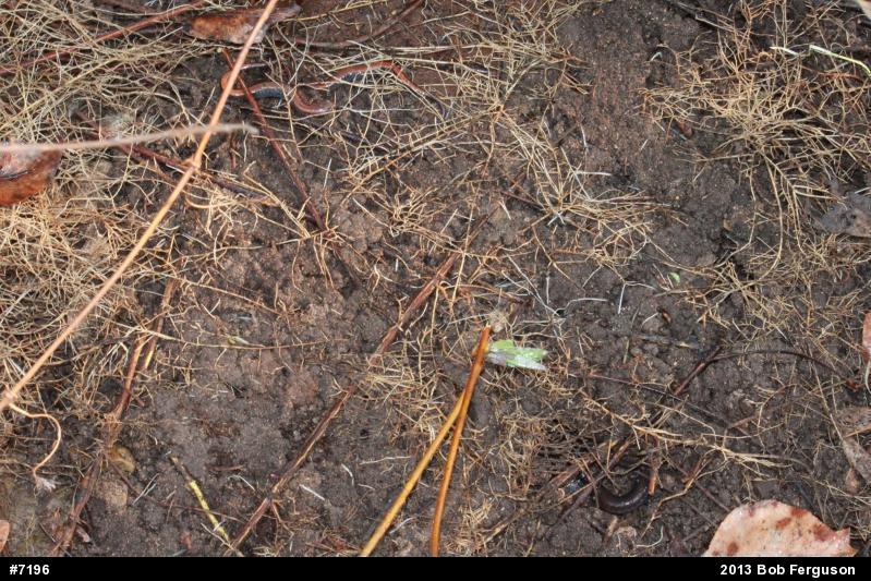 Eastern Red-backed  Salamander