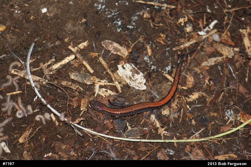 Eastern Red-backed  Salamander