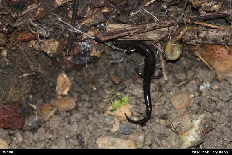 Eastern Red-backed  Salamander