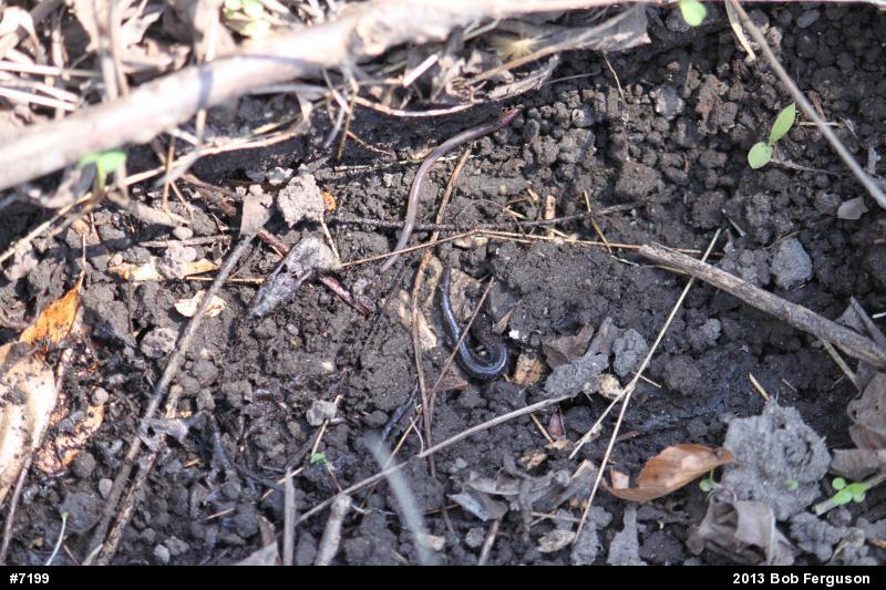 Eastern Red-backed  Salamander