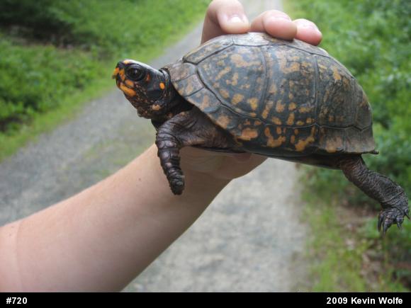 Eastern Box Turtle