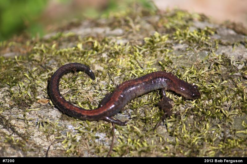Eastern Red-backed  Salamander