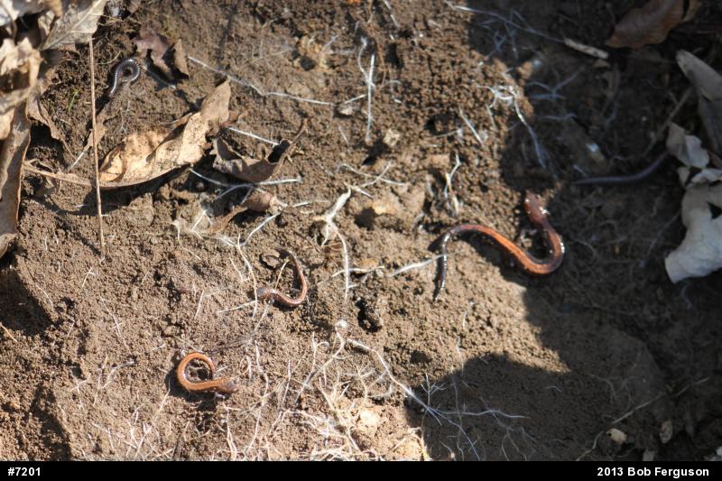 Eastern Red-backed  Salamander