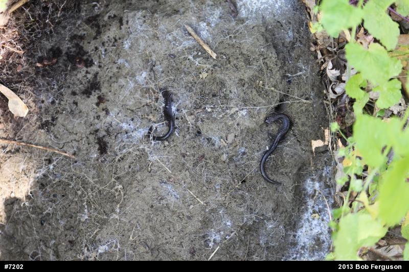 Eastern Red-backed  Salamander