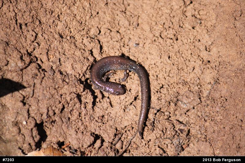 Eastern Red-backed  Salamander